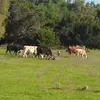 Cow lover - @barbaradeefoote - TikTok