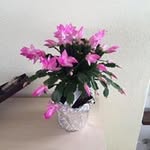Barbara Förster - @foersterli_67 - Instagram