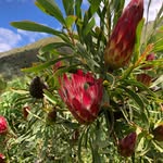 Barbara Forster - @barhubmarann10 - Instagram