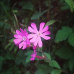 Barbara Fortune - @sitroomet - Instagram