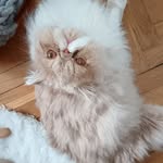 Sanja Barbara Friedrich - @friedrichmeden - Instagram