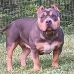 Barbara Friel - @barblovesbullies - Instagram