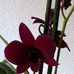 Barbara Fuchs - Facebook
