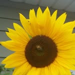 Barbara Funk - @gramma.teapot - Instagram