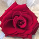 Barbara Gail - @artbybgail - Instagram