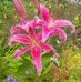 Barbara Gallant - Facebook