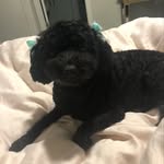 Barbara Gallozzi - @coco_the_bean - Instagram