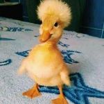 Barbara Gambrell - @gambrell459 - Instagram