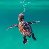 Barbara Ganem - @barbaraganem - TikTok