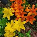 Barbara Garman Dever - @brbrbolin - Instagram