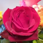 Barbara Goller - @barbaragoller - Instagram