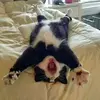 @barbaragrassilli1968 - @barbaragrassilli1 - TikTok