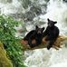 Barbara Greninger - Facebook
