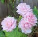 Barbara Griggs - Facebook