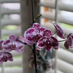 Barbara Guth Maggard - @burroakbear - Instagram