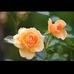 Basia Guzy - Facebook