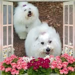 Barbara Haas - @barbara.haas123 - Instagram