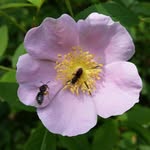 Barbara Haas Callaghan - @bhc1812 - Instagram