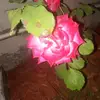 Barbara Haas - @barbarahaas42 - TikTok