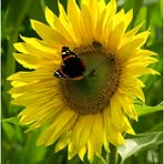 Barbara Haberer - Facebook