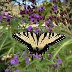 Barbara Halpern Cohen - Facebook