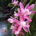 Barbara Harry - Facebook