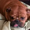 My funny farm - @barbaraharvey2445 - TikTok