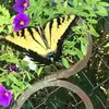 Barbara Hensley - @barbara.hensley6 - TikTok