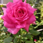 Barbara Heßler - @trolli_52 - Instagram
