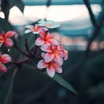 Barbara Hoareau - @hoareau_barbara - Instagram