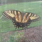 Barbara Holcomb - @barbara.holcomb.5205 - Instagram