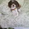 Barbara Holcomb - @barbara.holcomb1 - TikTok