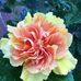 Barbara Holder - Facebook