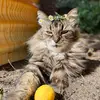Honey Barbara - @honey_barbara - TikTok