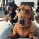 Ozzy & Barbara & Honey - @ozzy.barbara.honey - Instagram