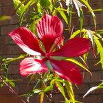 Barbara Barrett Hooker - @babhbabh11 - Instagram
