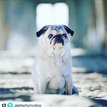 Barbra Horowitz - @puginovertime - Instagram