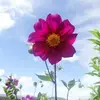 Barbara Iles - @barbara.iles - TikTok