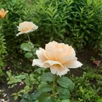 Barbara Janusz - @b.janusz63 - Instagram