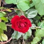 Barbara Janusz Bazelak - @barbarabazelak - Instagram