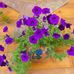 Barbara Jenness - Facebook