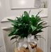 Barbara Johns - Facebook
