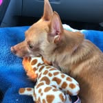 Barbara Keefe - @barbara_chihuahuas - Instagram