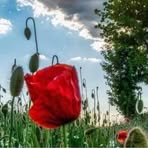 Barbara Kehr - Facebook