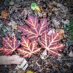 Barbara DeBeck Keiser - @bjkeiser65 - Instagram