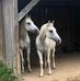 Barbara Kellner - Facebook
