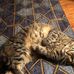Barbara Keyt - Facebook