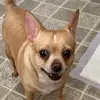 BarbaraKizerStrom - @dogmomma1027 - TikTok