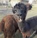Barbara Klich - Facebook