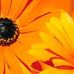 Barbara Klima - Facebook